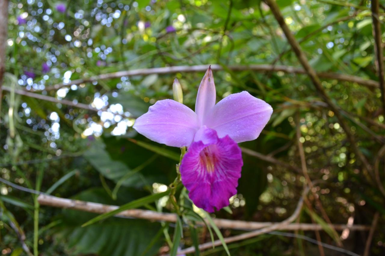 Natuga Ecolodge-Villas Dominical Baru Экстерьер фото